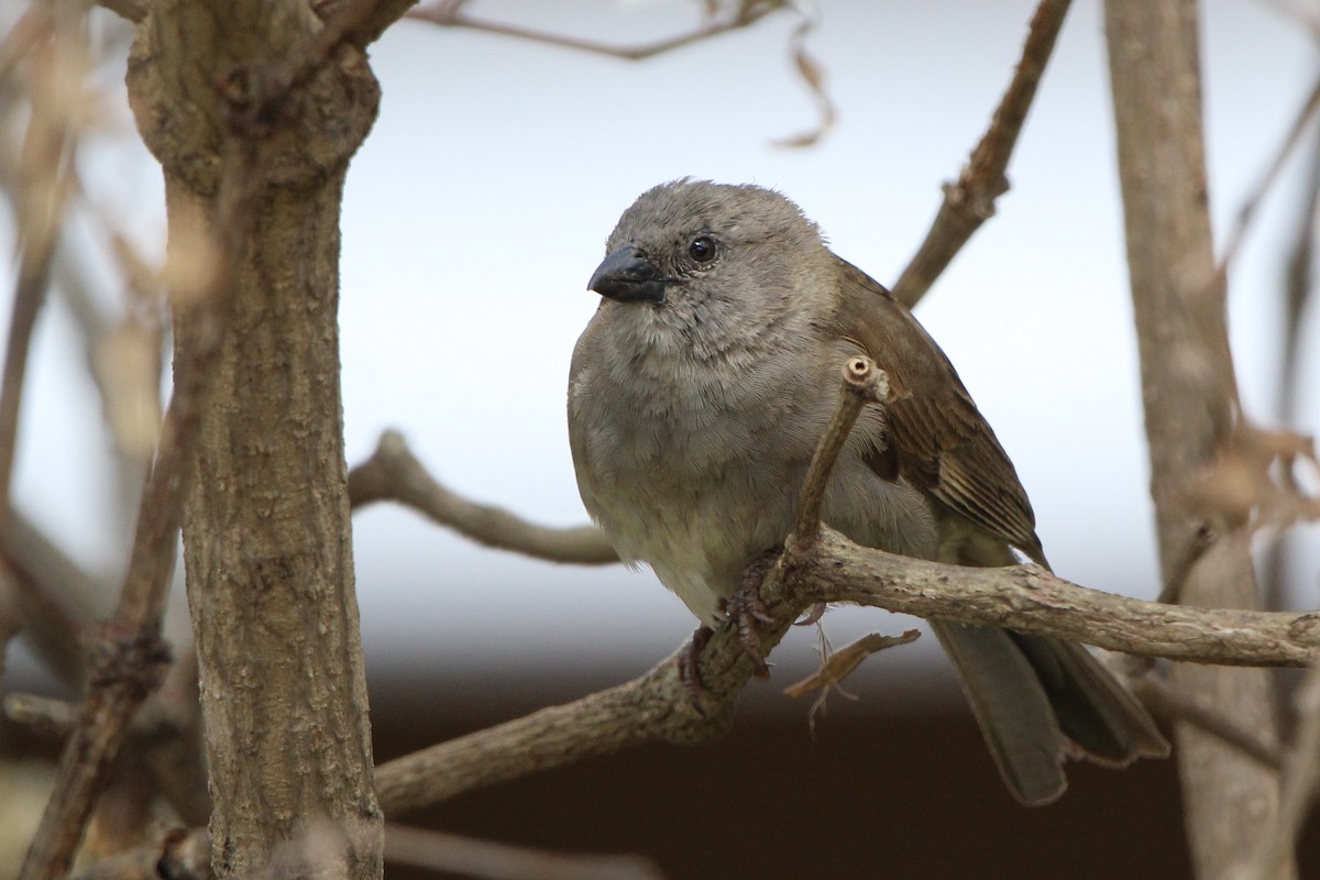 Swahili Sparrow - ML620760361