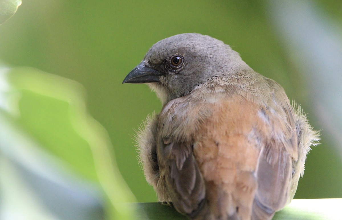 Swahili Sparrow - ML620760362