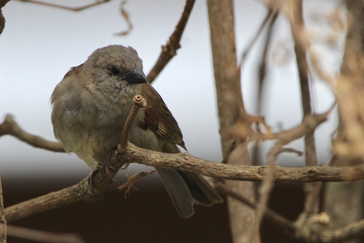 Swahili Sparrow - ML620760363