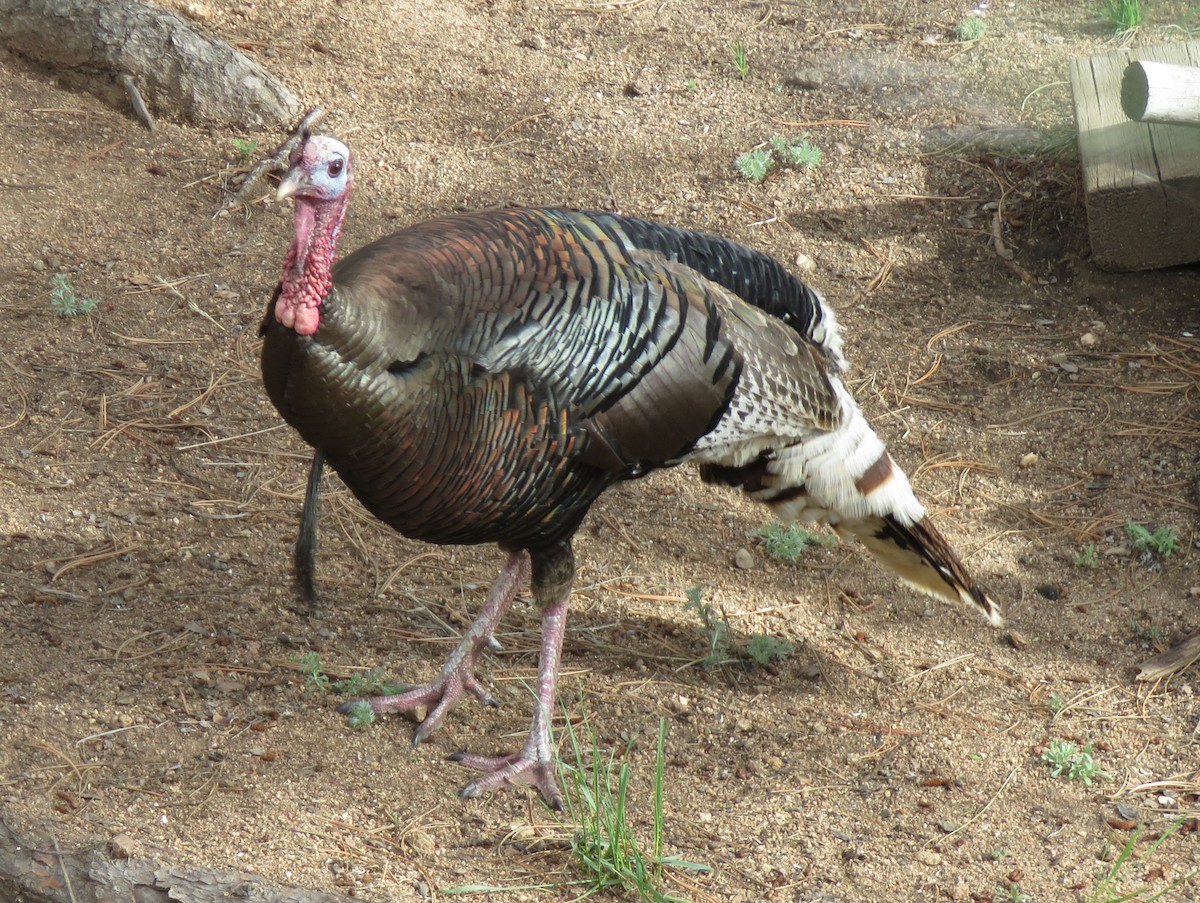 Guajolote Gallipavo - ML620760364