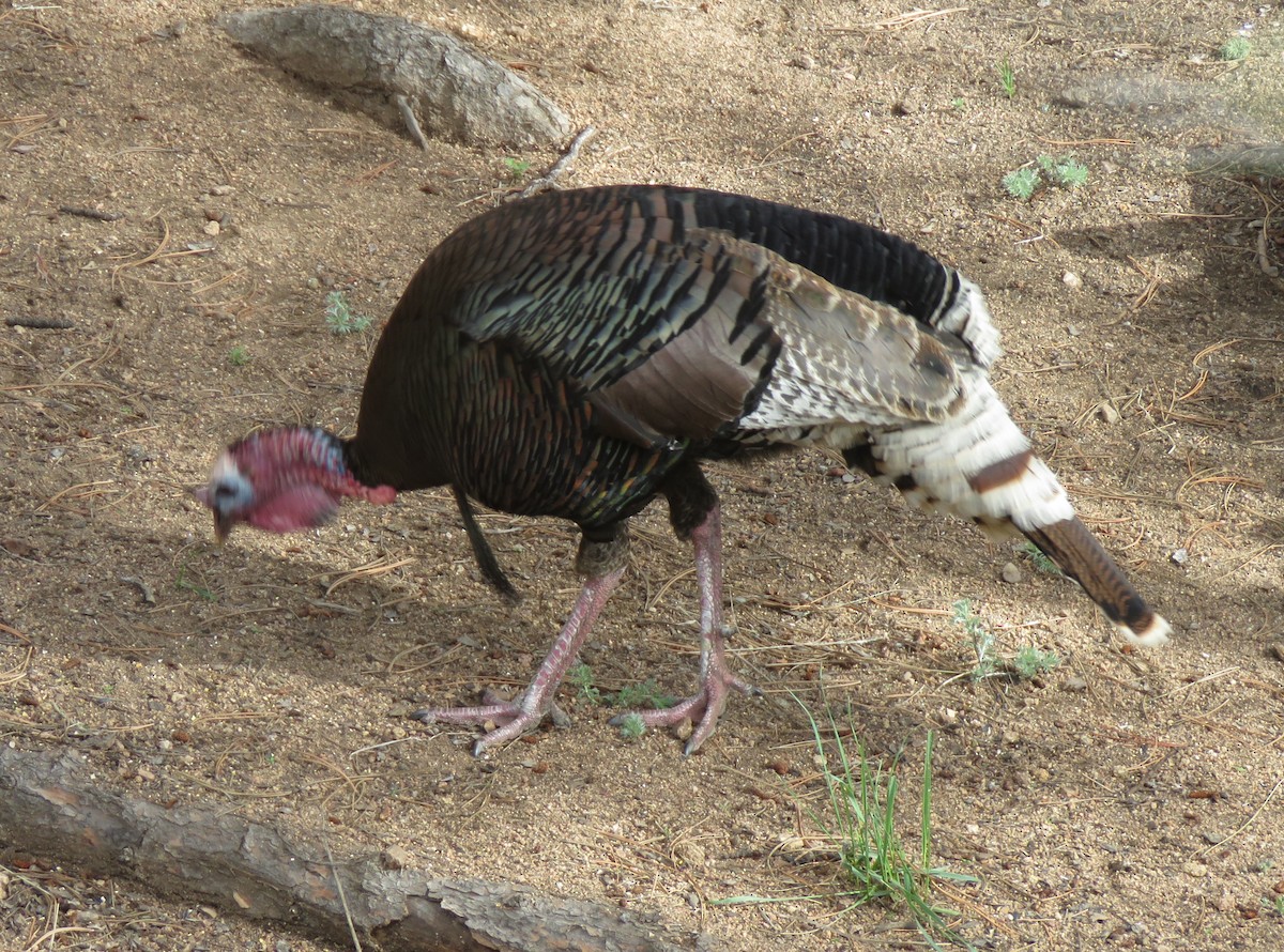 Wild Turkey - ML620760365