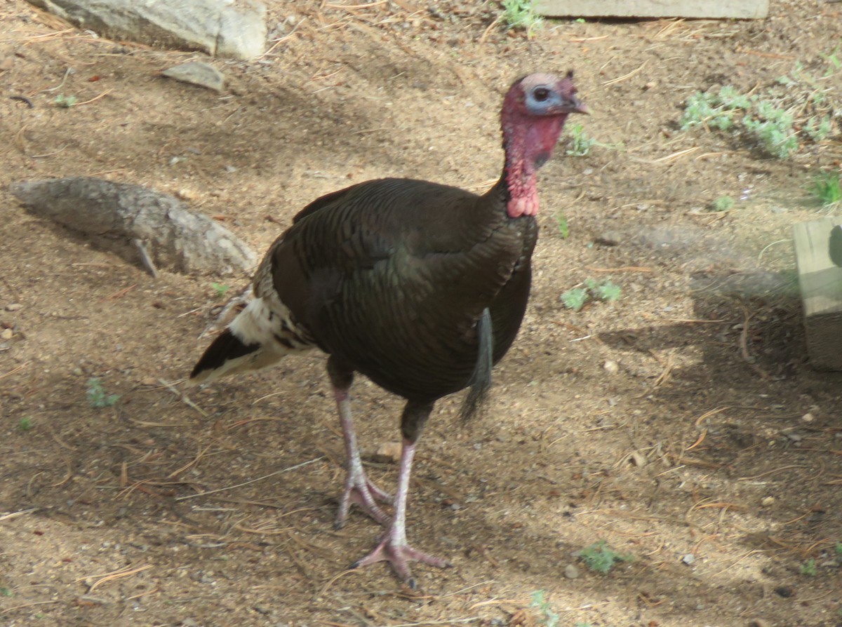 Wild Turkey - ML620760366