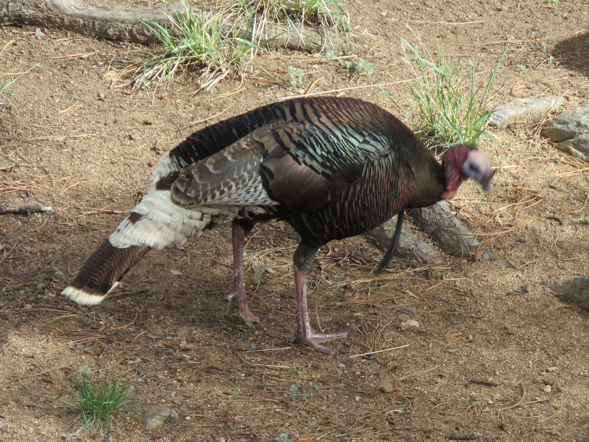 Wild Turkey - ML620760367