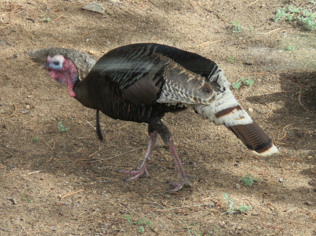 Guajolote Gallipavo - ML620760368