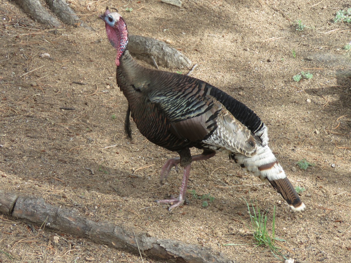 Guajolote Gallipavo - ML620760371