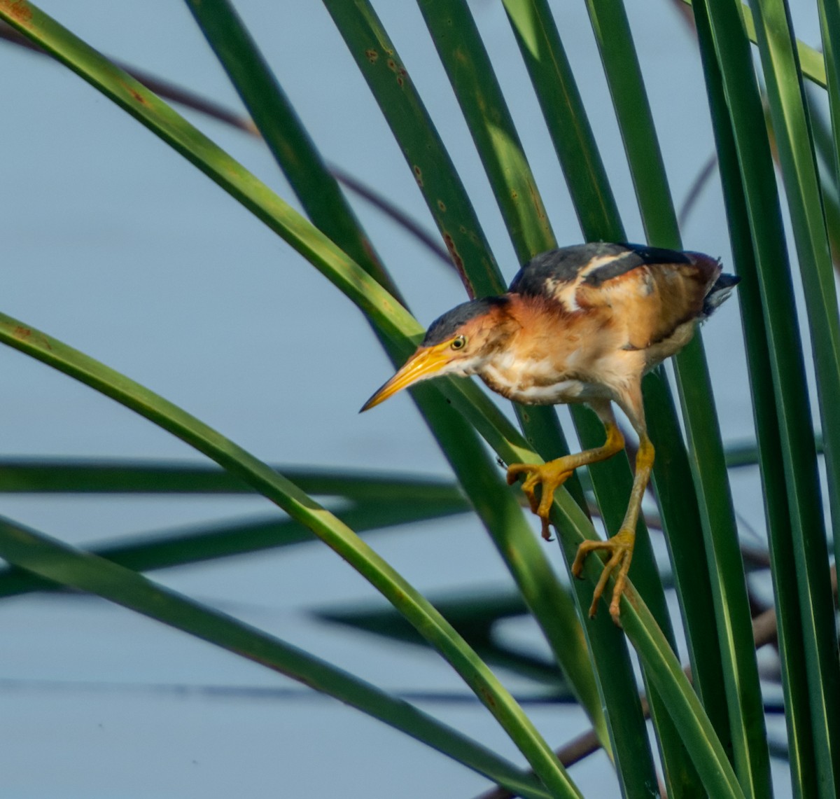 Least Bittern - ML620760379