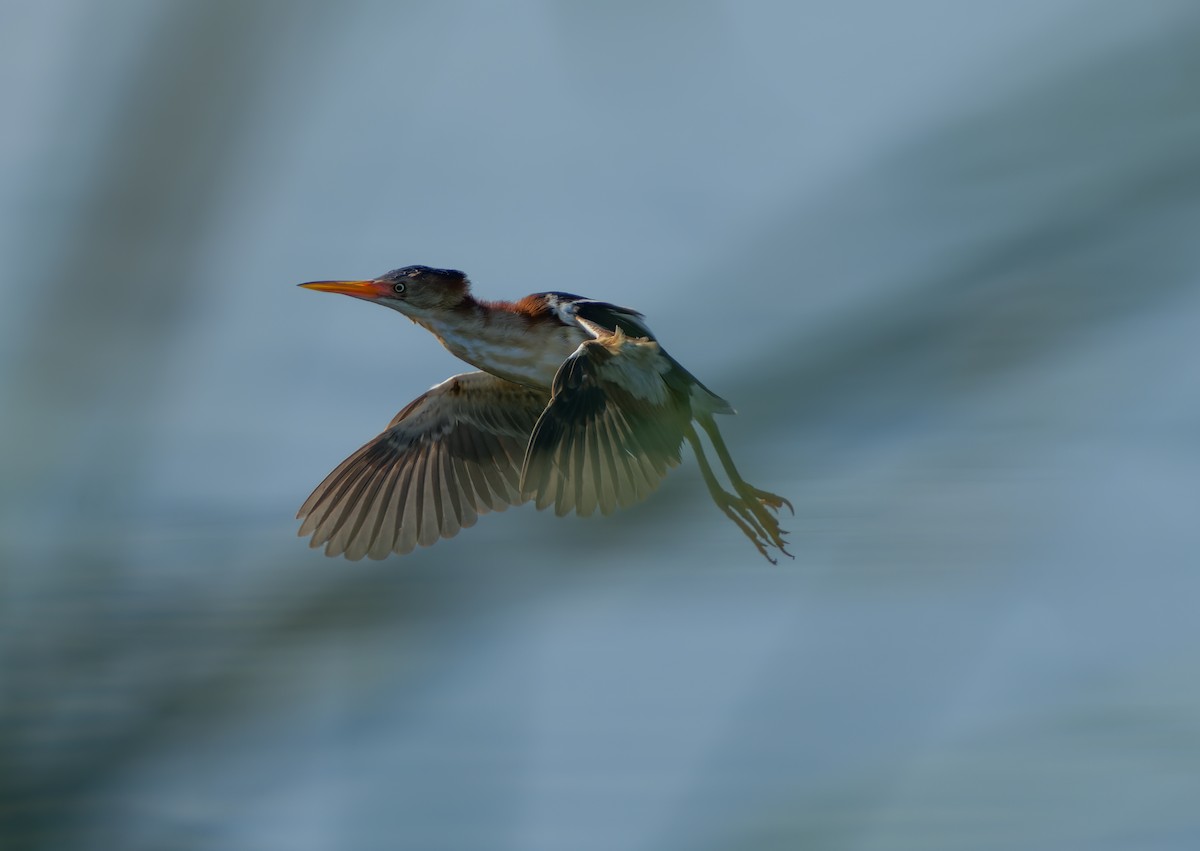 Least Bittern - ML620760381