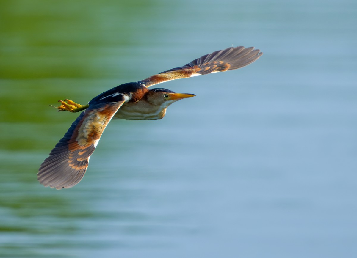 Least Bittern - ML620760382