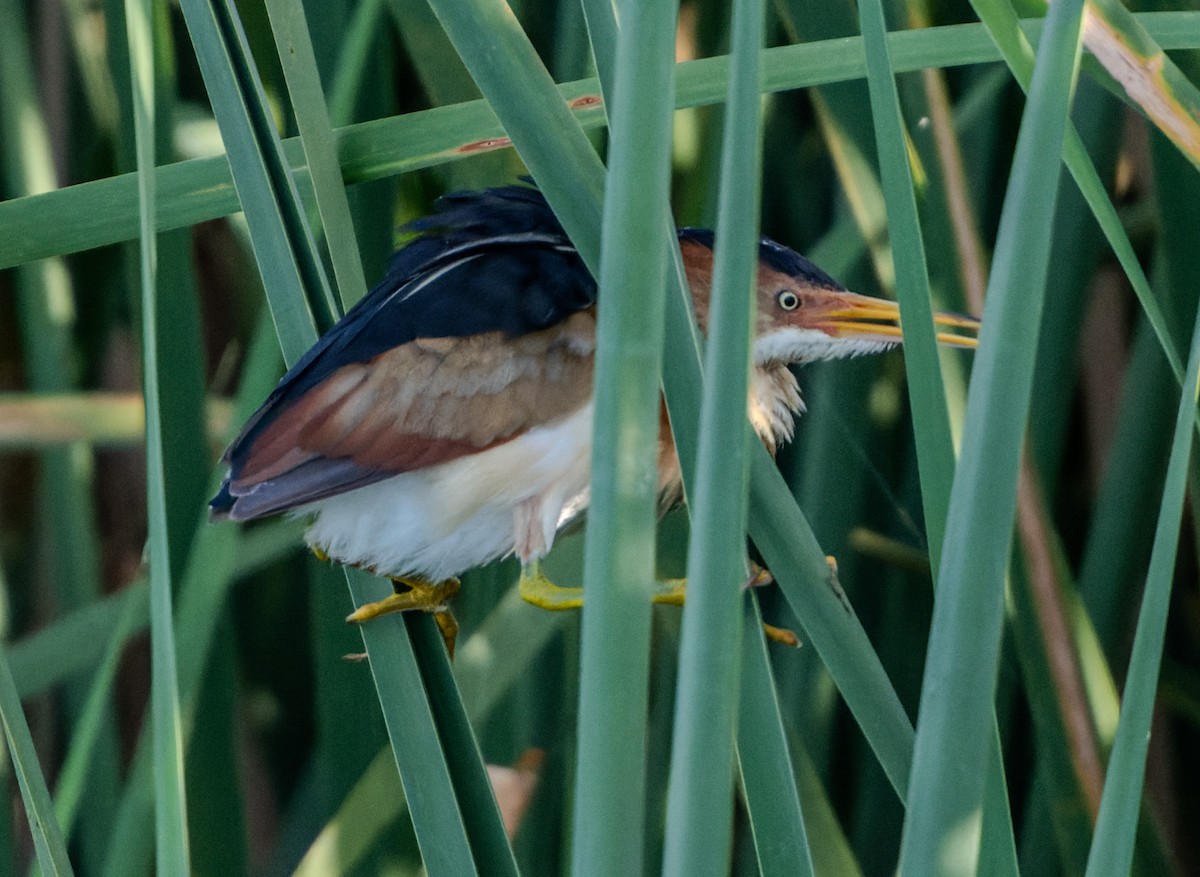 Least Bittern - ML620760384