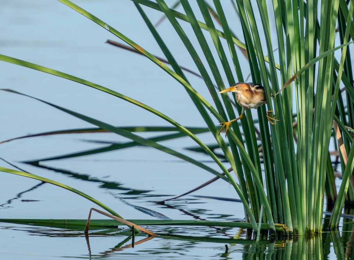 Least Bittern - ML620760389