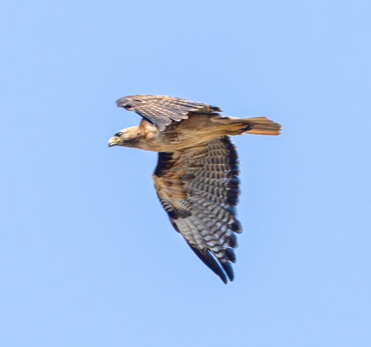 Red-tailed Hawk - ML620760395