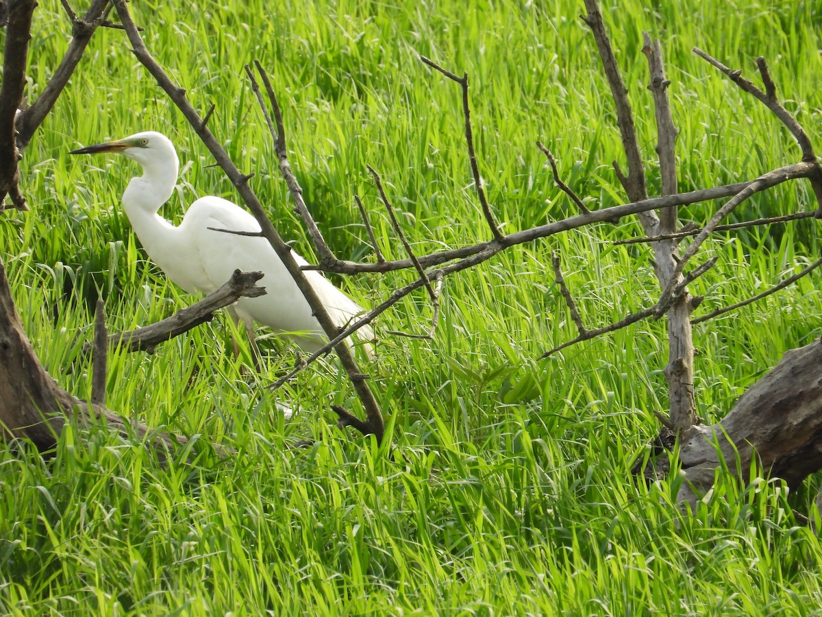 Great Egret - ML620760403