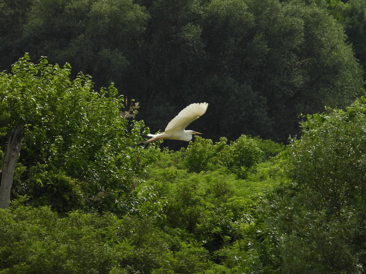 Great Egret - ML620760404