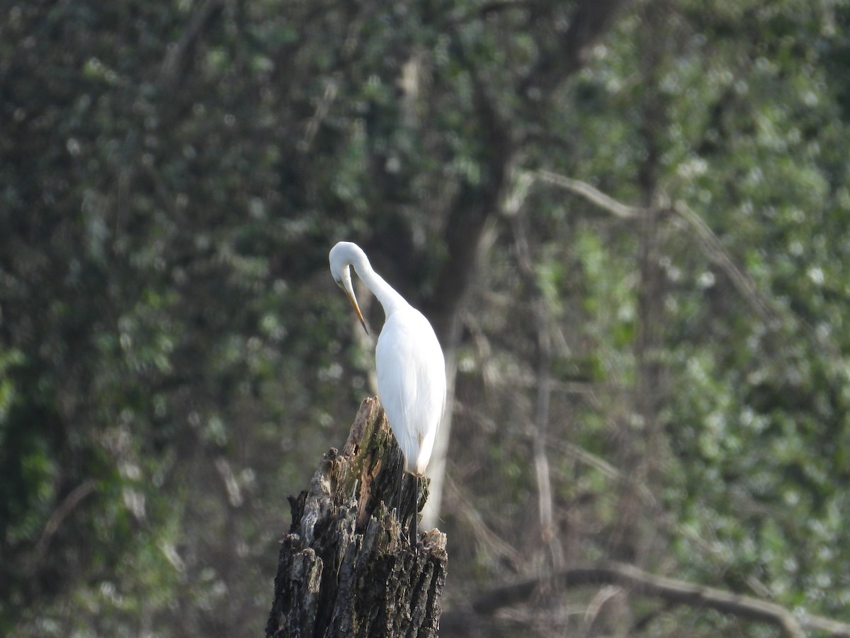 Great Egret - ML620760406