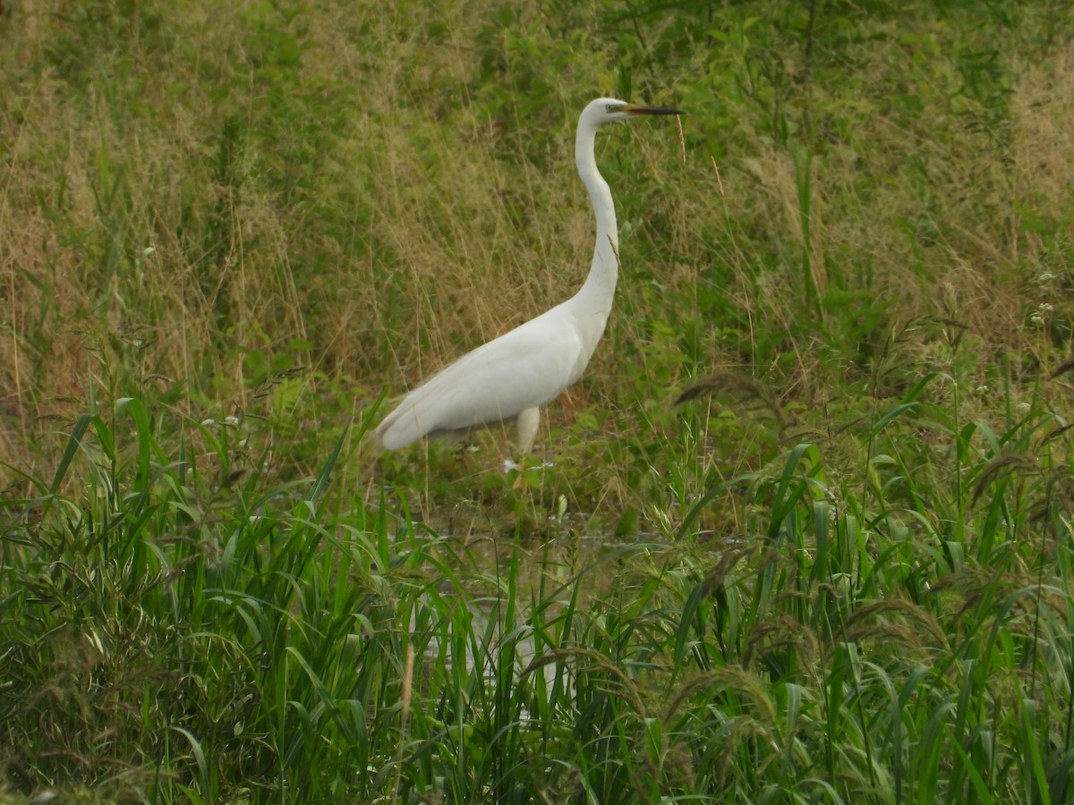 Great Egret - ML620760407