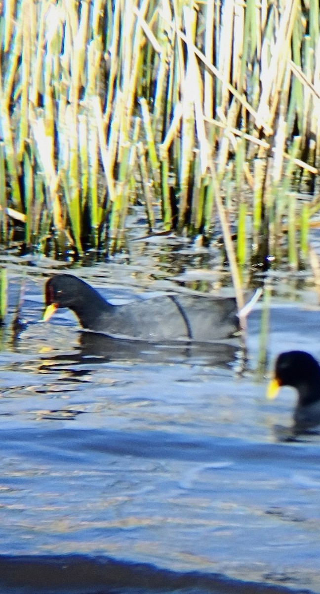 Red-fronted Coot - ML620760413