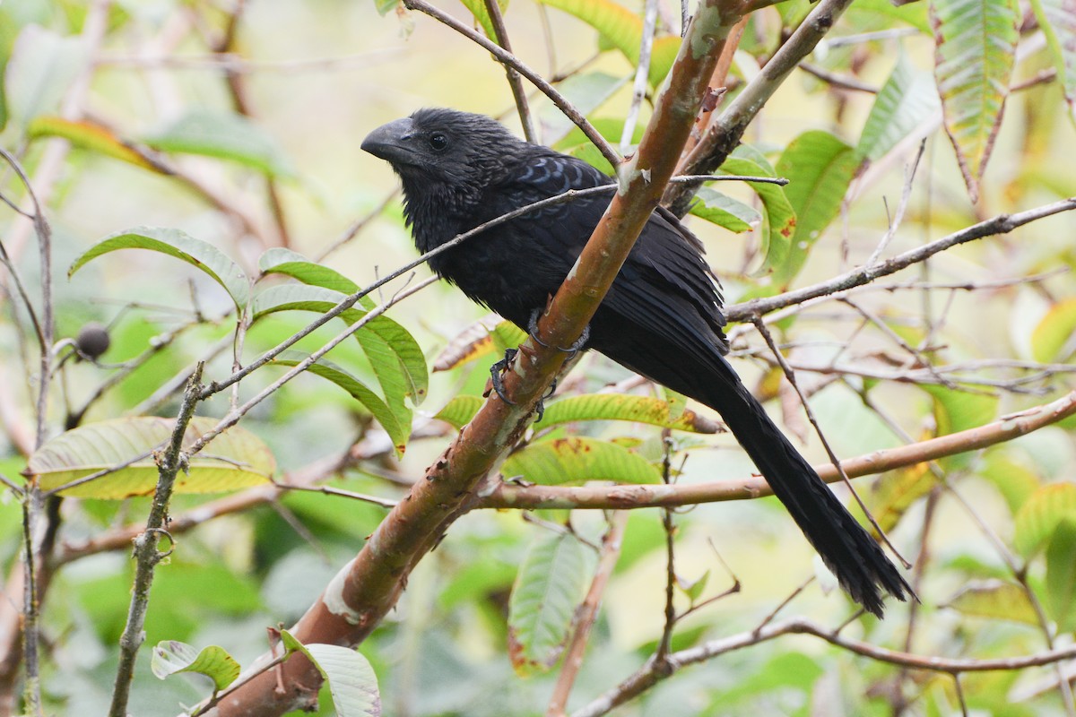 Smooth-billed Ani - ML620760417