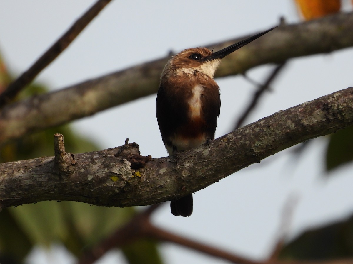 Jacamar à tête pâle - ML620760428