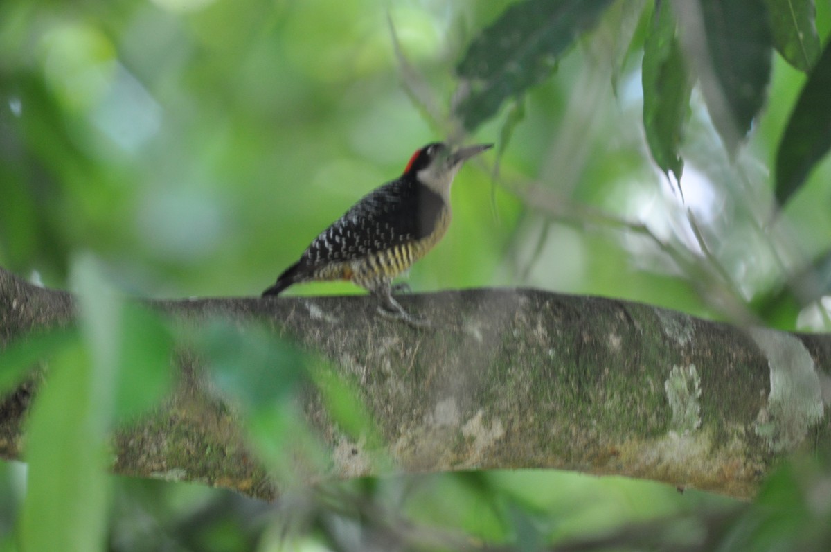 Black-cheeked Woodpecker - ML620760433