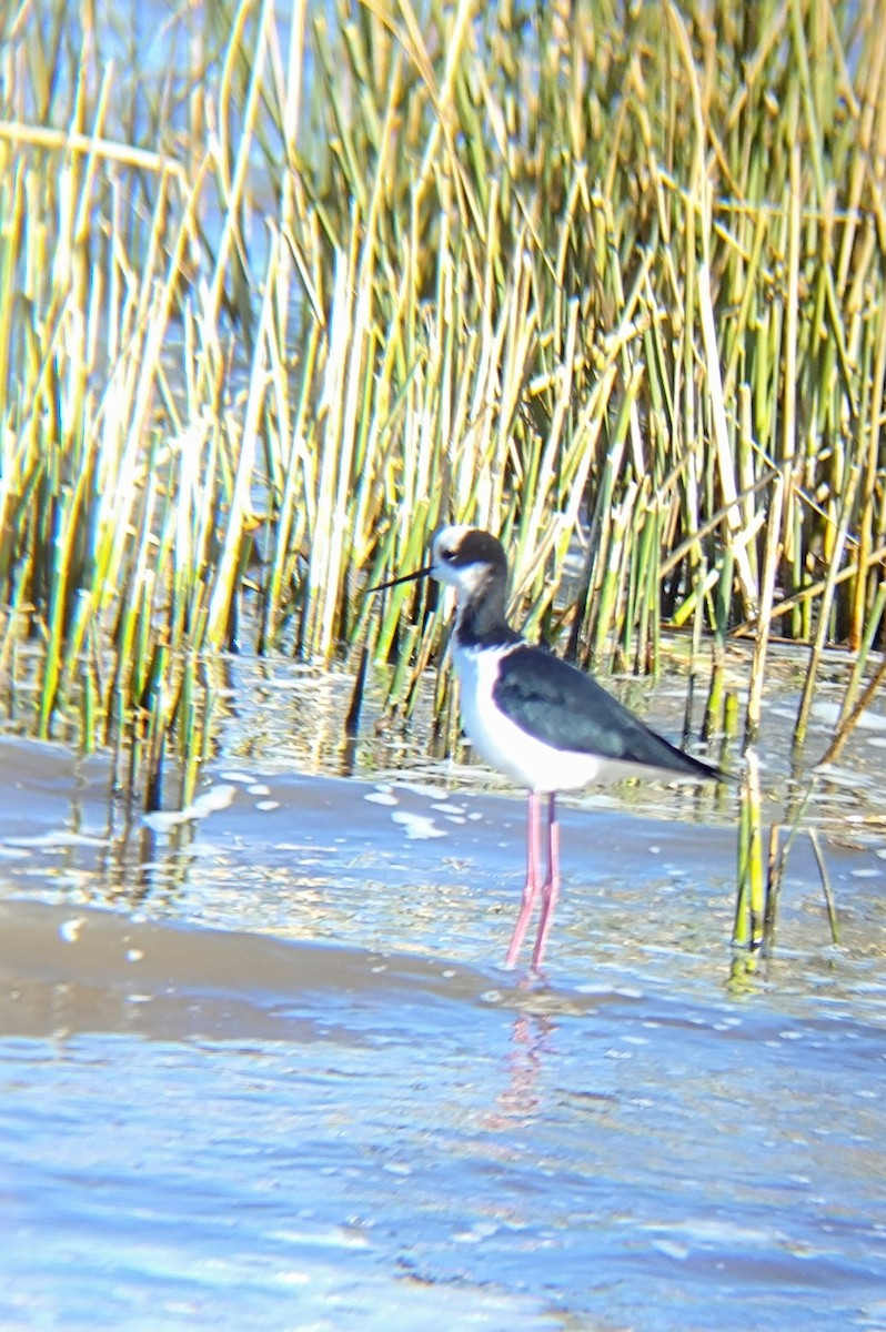 Black-necked Stilt - ML620760435