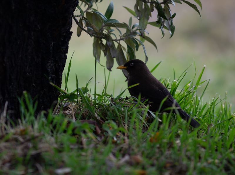 Sooty Thrush - ML620760437