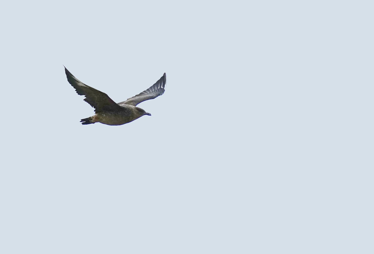 Chilean Skua - ML620760444