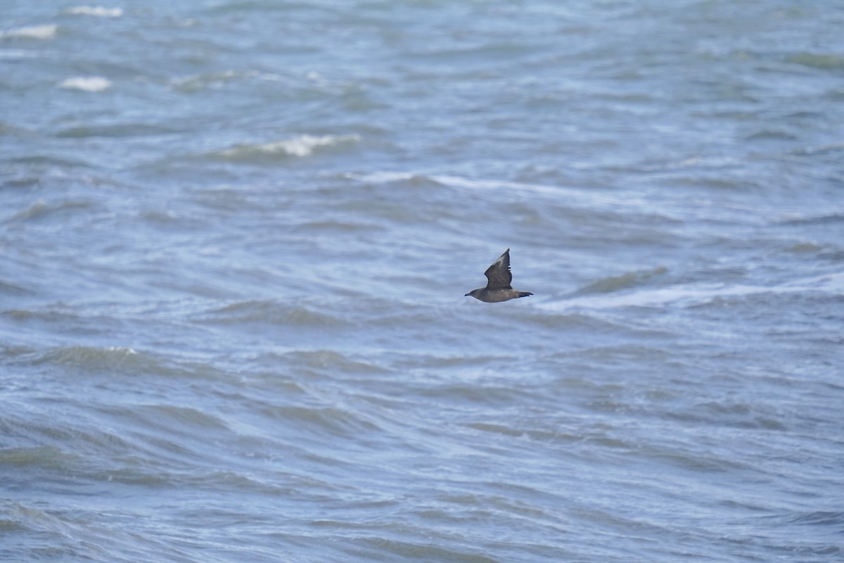 Chilean Skua - ML620760445