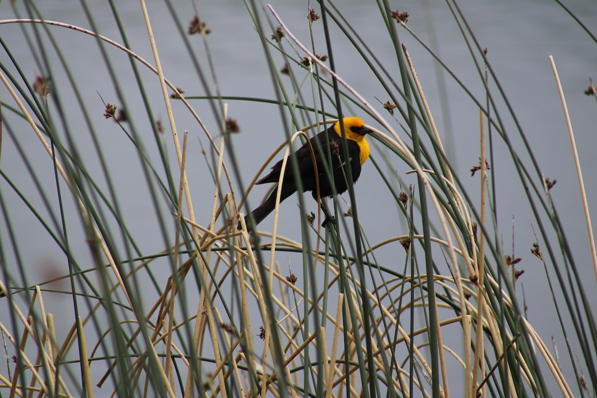 Yellow-headed Blackbird - ML620760449