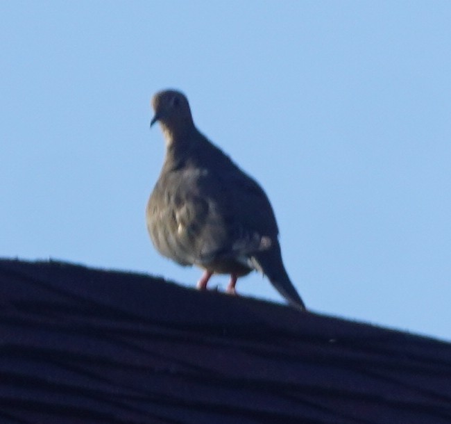 Mourning Dove - ML620760450