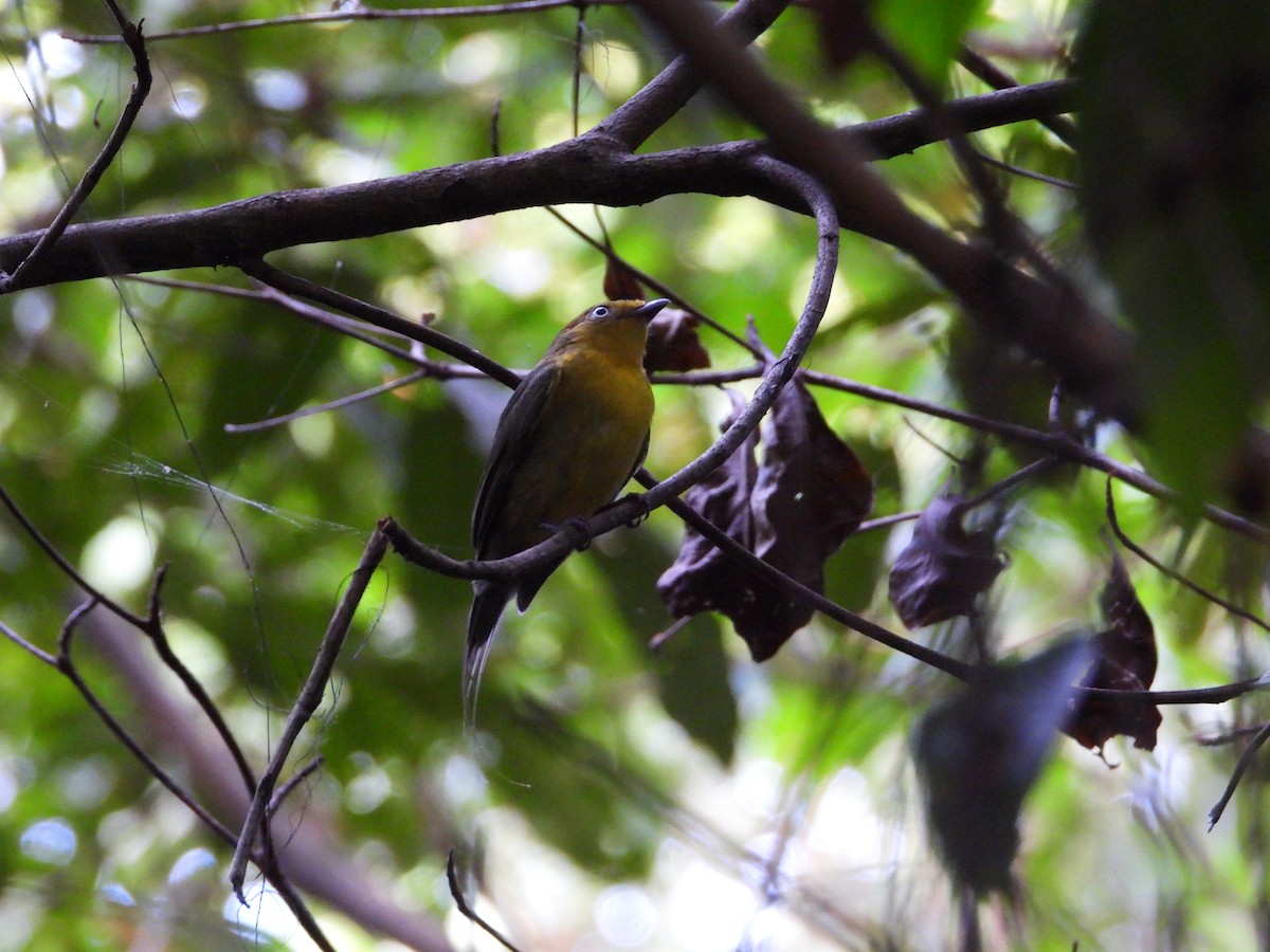 Wire-tailed Manakin - ML620760451