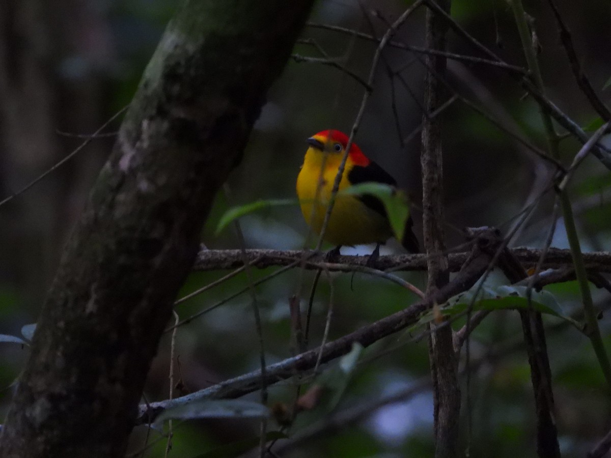 Wire-tailed Manakin - ML620760454