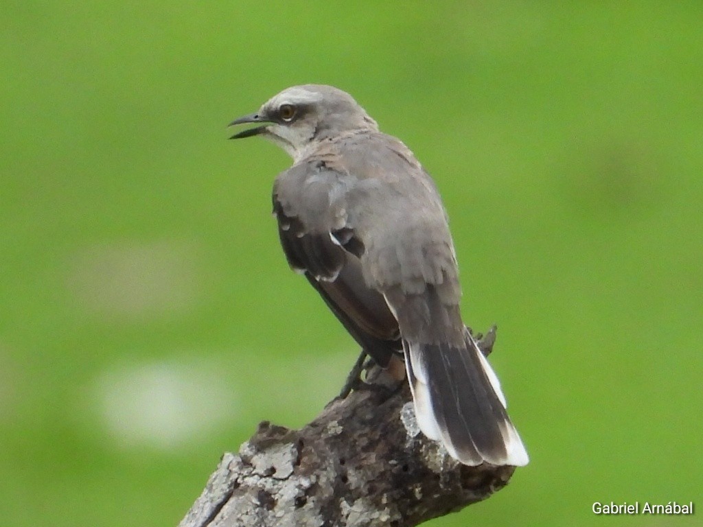 Tropical Mockingbird - ML620760456