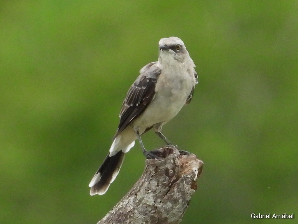 Tropical Mockingbird - ML620760457