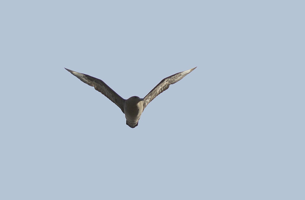 Brown Skua - ML620760458