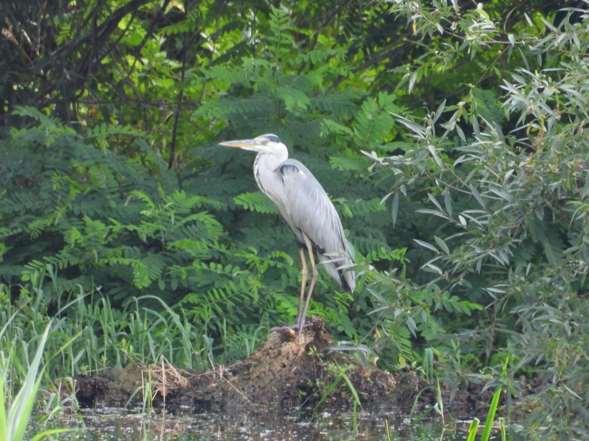 Gray Heron - ML620760460