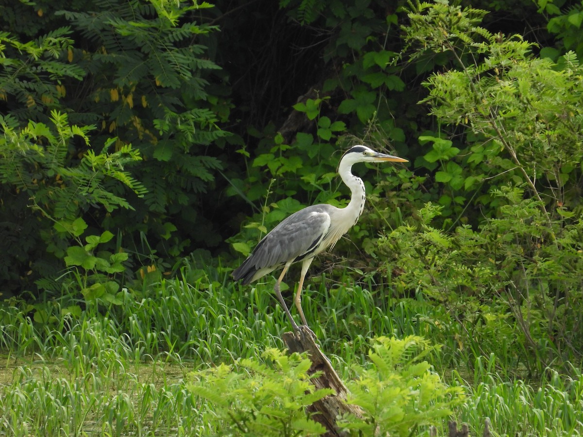 Gray Heron - ML620760462