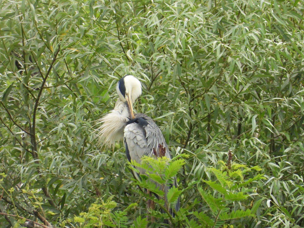 Gray Heron - ML620760463