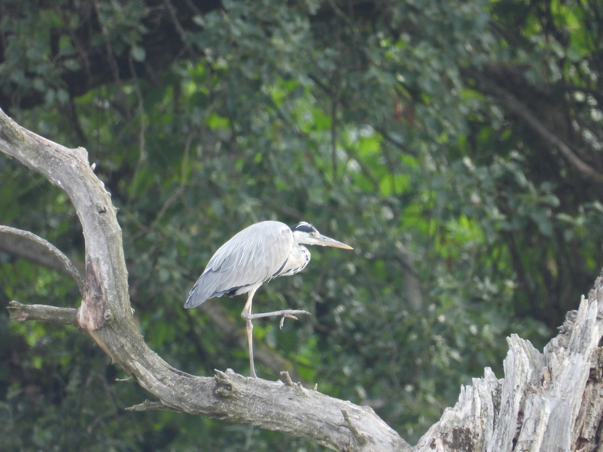 Gray Heron - ML620760464