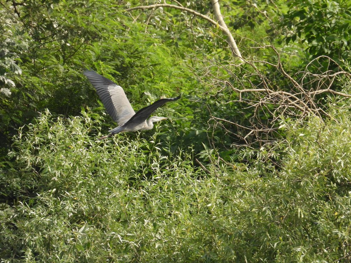 Gray Heron - ML620760467