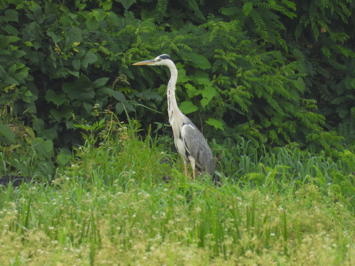 Gray Heron - ML620760469