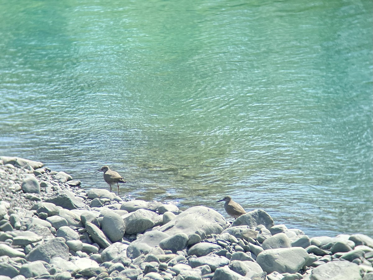 Wandering Tattler - ML620760470