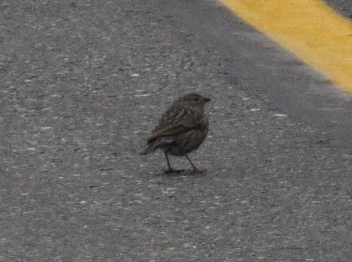 Plumbeous Sierra Finch - ML620760480