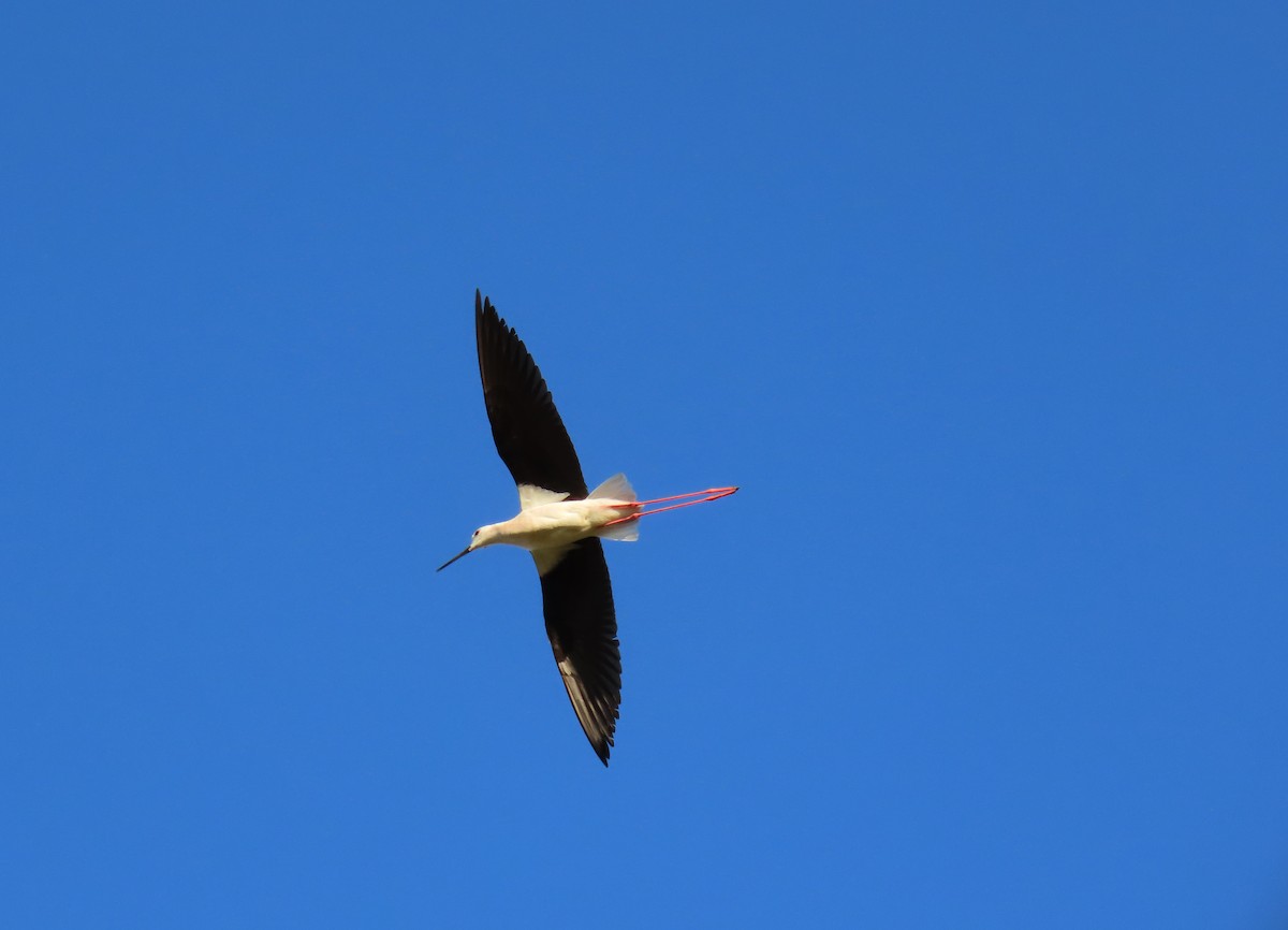 Black-winged Stilt - ML620760481