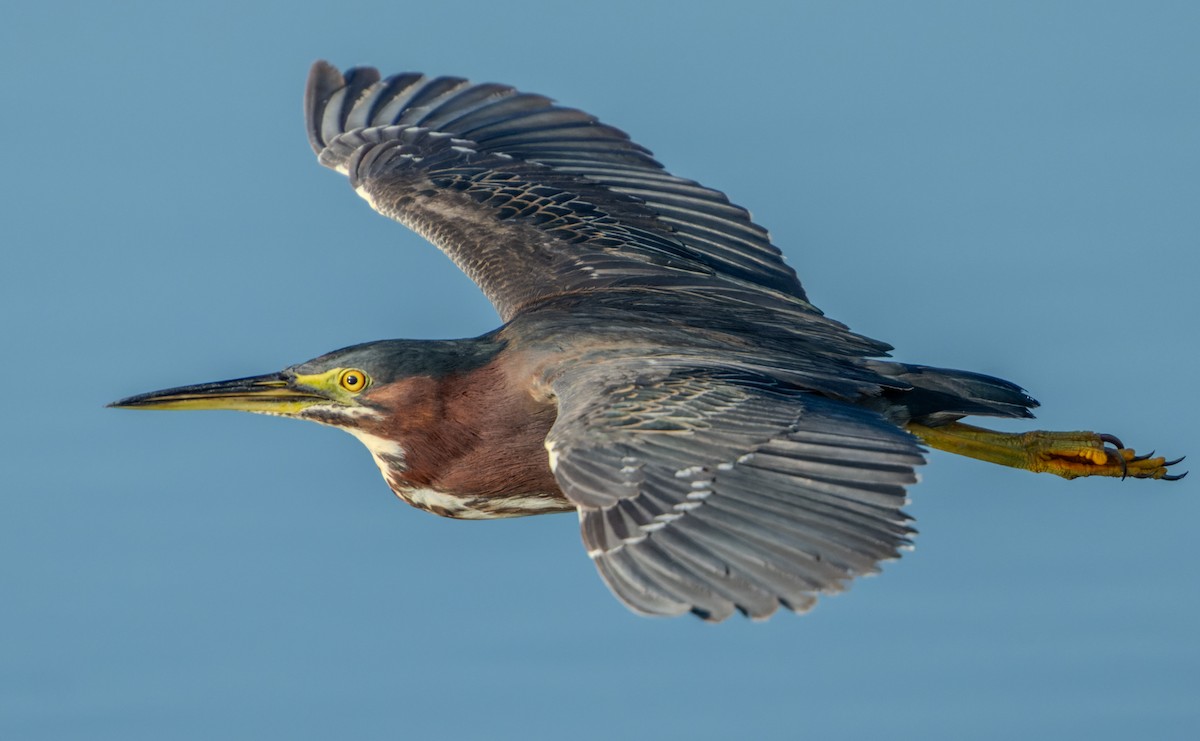 Green Heron - ML620760483