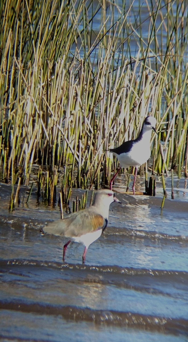 Southern Lapwing - ML620760484