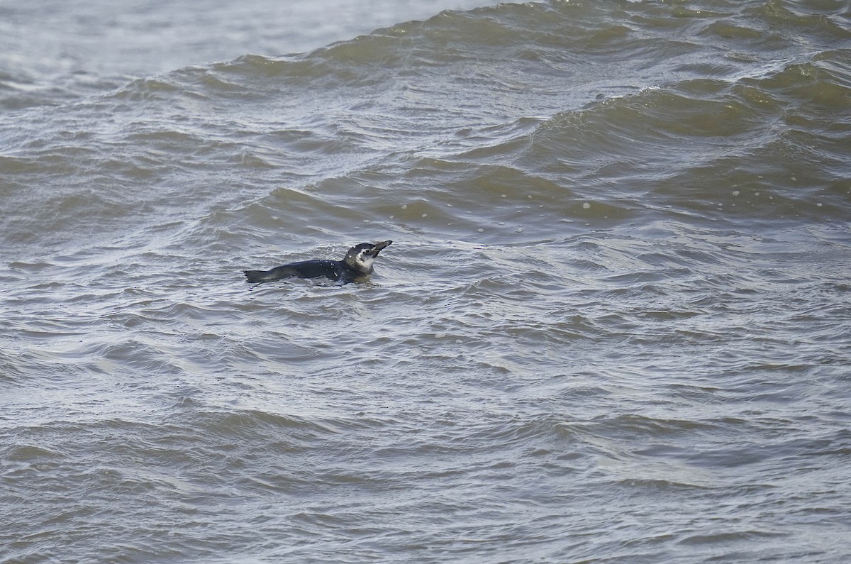 Magellanic Penguin - ML620760486