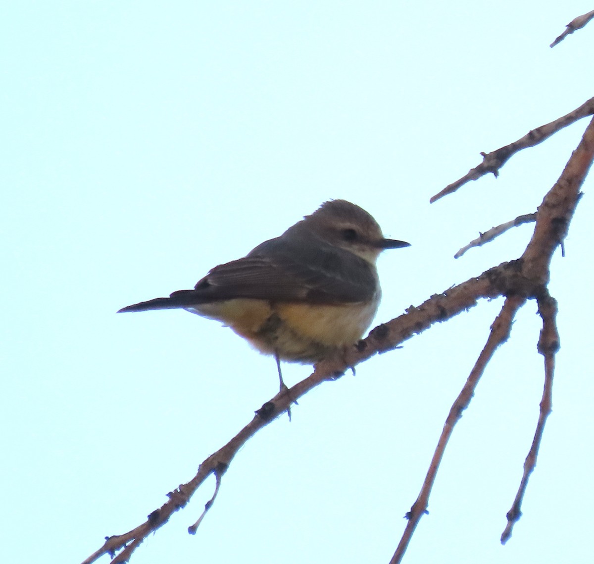 Vermilion Flycatcher - ML620760489