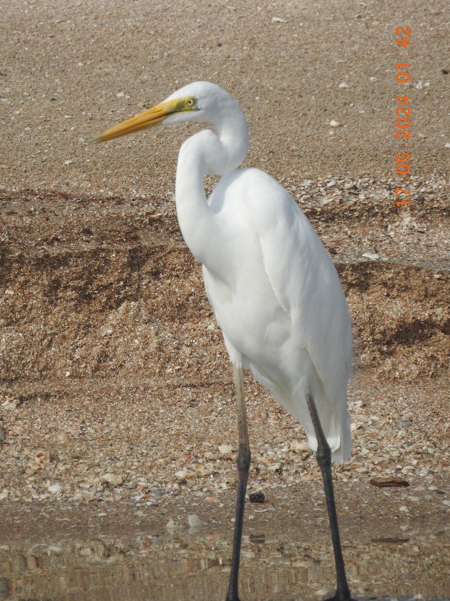 Great Egret - ML620760490