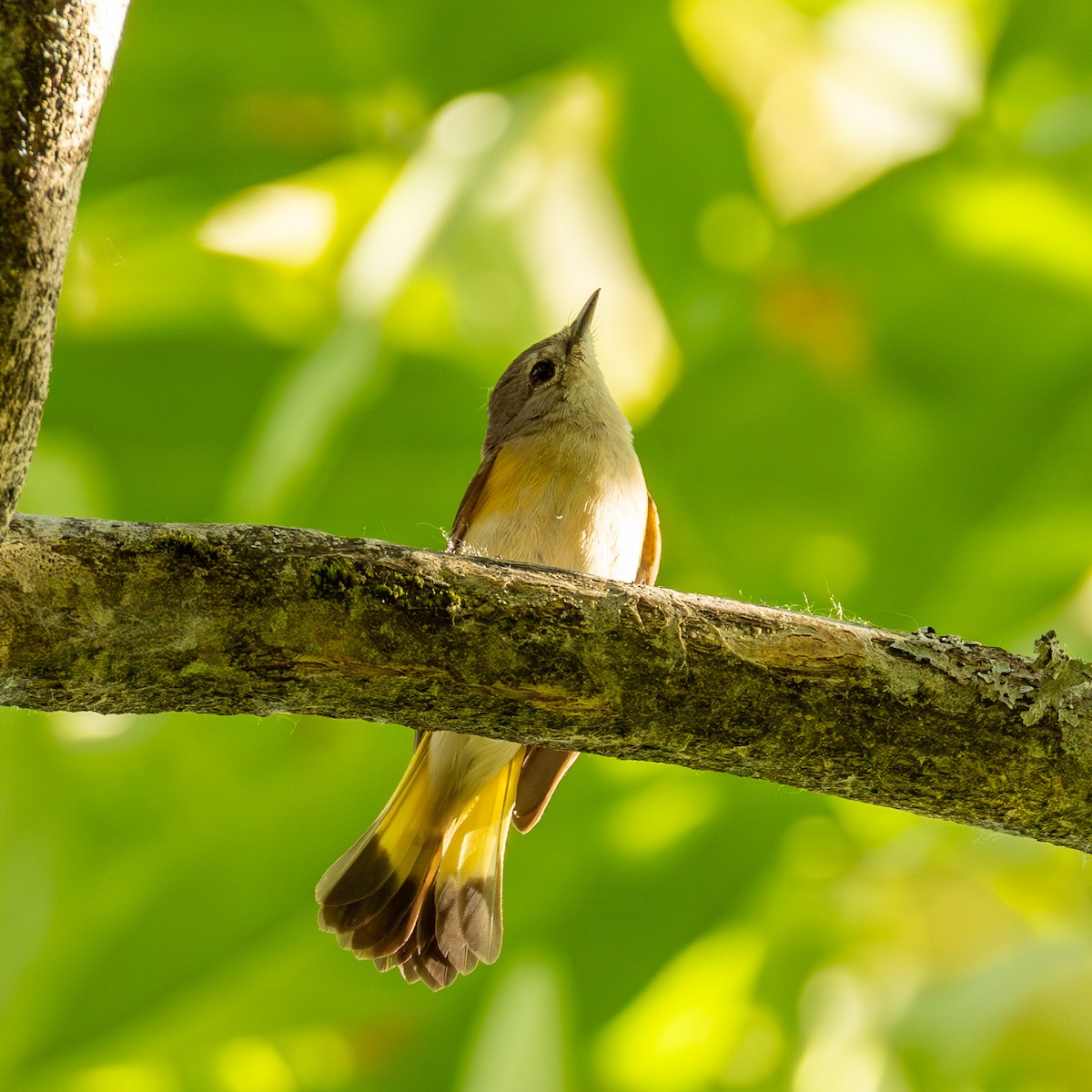 American Redstart - ML620760491