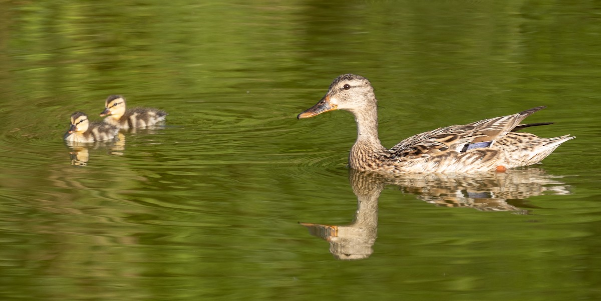 Mallard - ML620760492